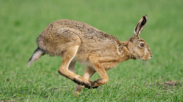 Feral Hare control